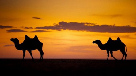 velbloud-a-kone-v-pousti-jako-trans-bez-vody.jpg