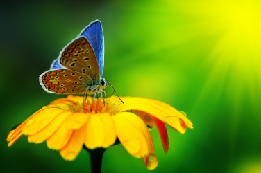 butterfly-flower-waterdrop-in-high-quality--1-.jpg