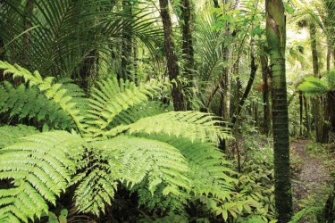 rainforest_.jpg