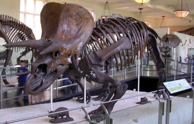 triceratops-zoo.jpg
